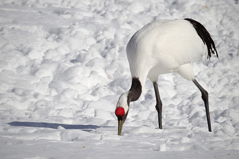 Red-crowned Crane Image @ Kiwifoto.com