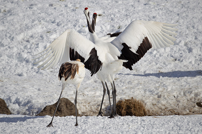 Red-crowned Crane Photo @ Kiwifoto.com