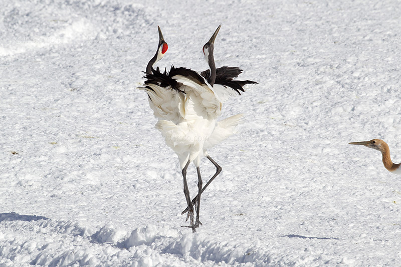 Red-crowned Crane Photo @ Kiwifoto.com