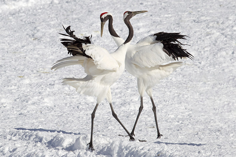 Red-crowned Crane Image @ Kiwifoto.com