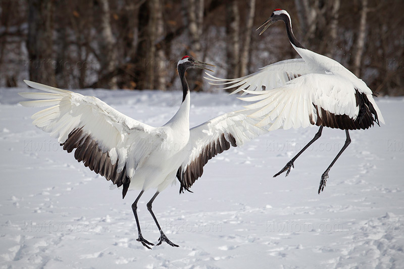 Red-crowned Crane Image @ Kiwifoto.com
