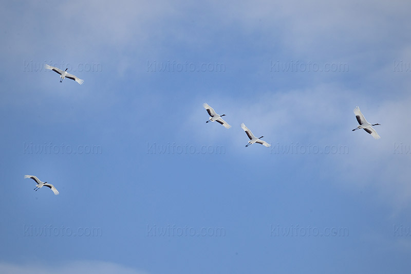 Red-crowned Crane Image @ Kiwifoto.com
