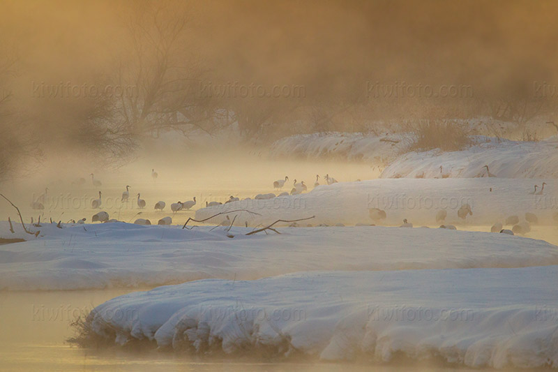 Red-crowned Crane Photo @ Kiwifoto.com
