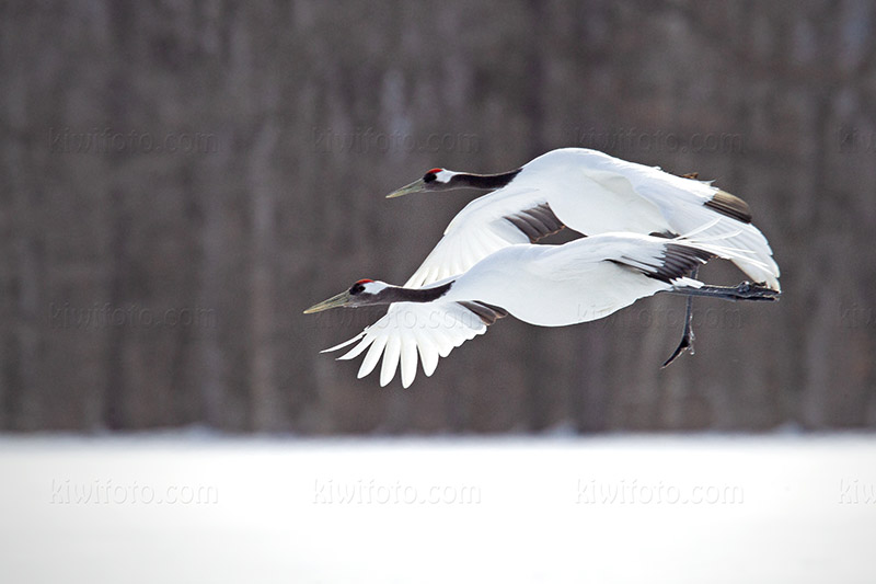 Red-crowned Crane Image @ Kiwifoto.com