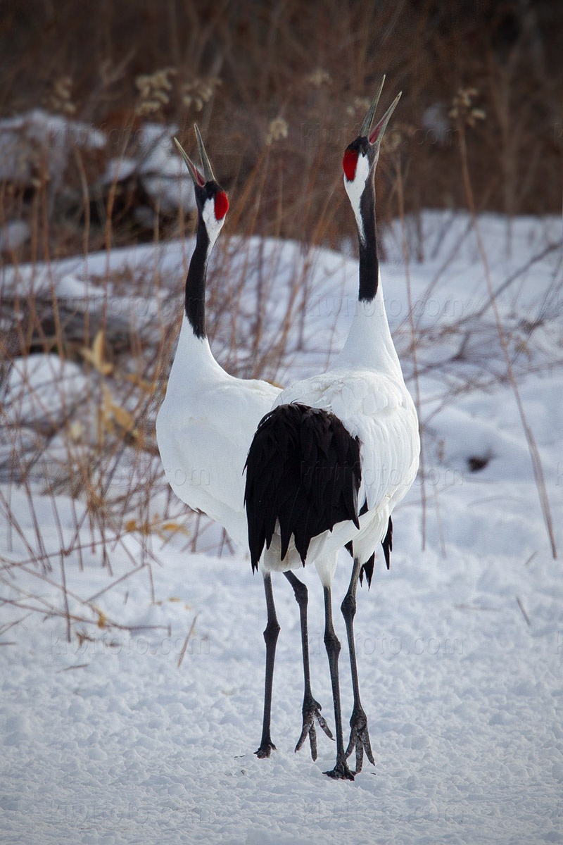 Red-crowned Crane Photo @ Kiwifoto.com