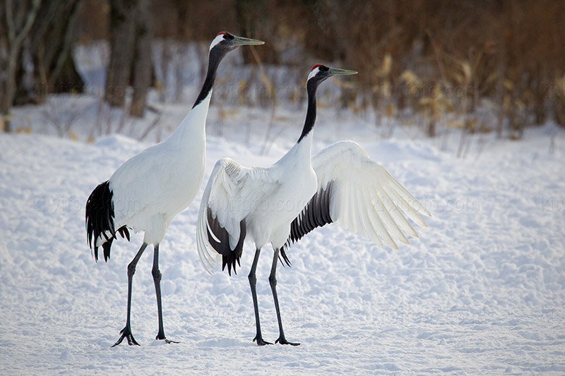 Red-crowned Crane Photo @ Kiwifoto.com