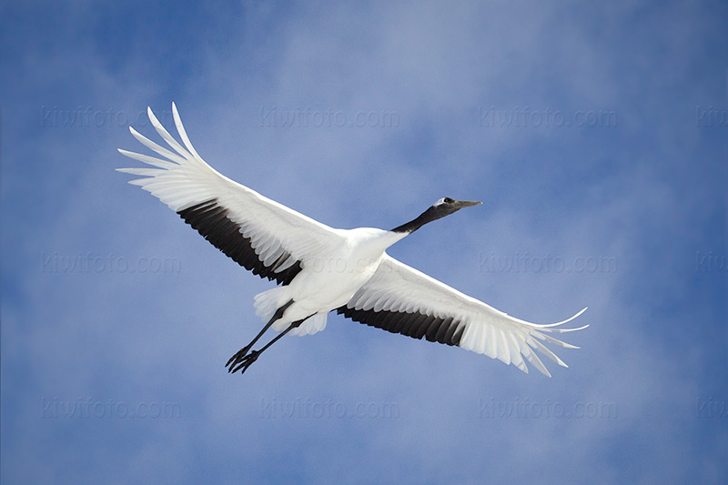 Red-crowned Crane Photo @ Kiwifoto.com