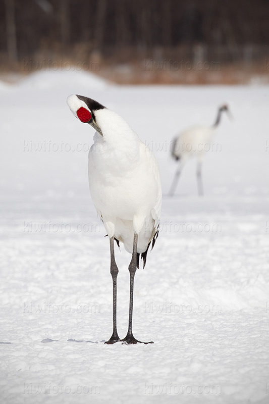 Red-crowned Crane Image @ Kiwifoto.com