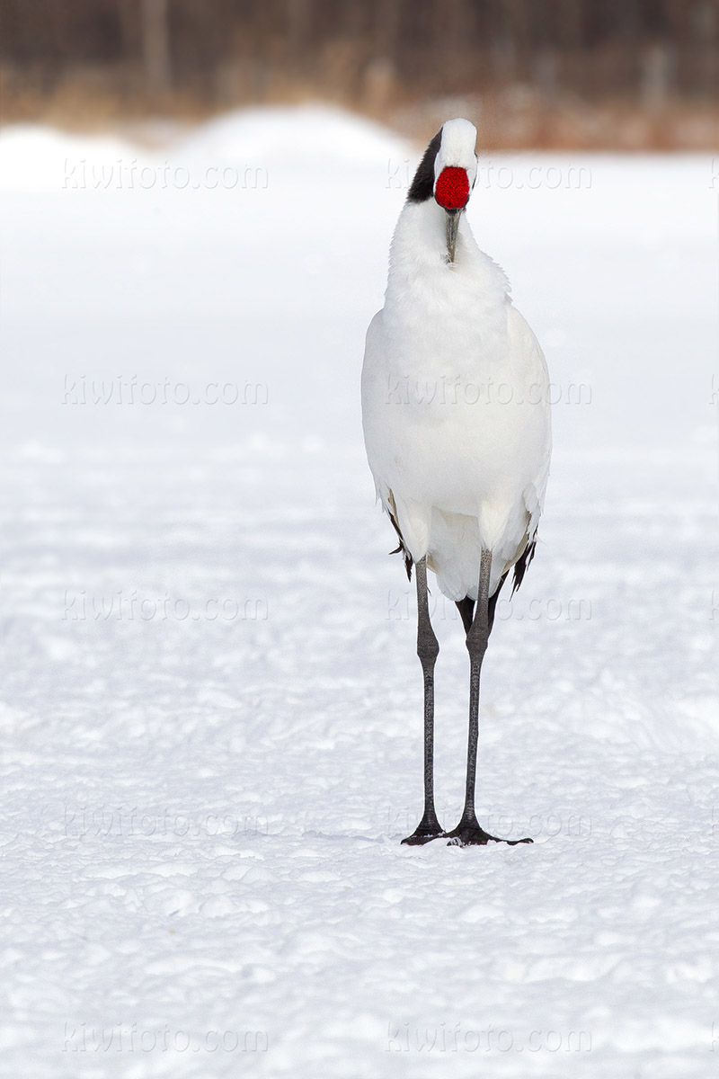 Red-crowned Crane Picture @ Kiwifoto.com