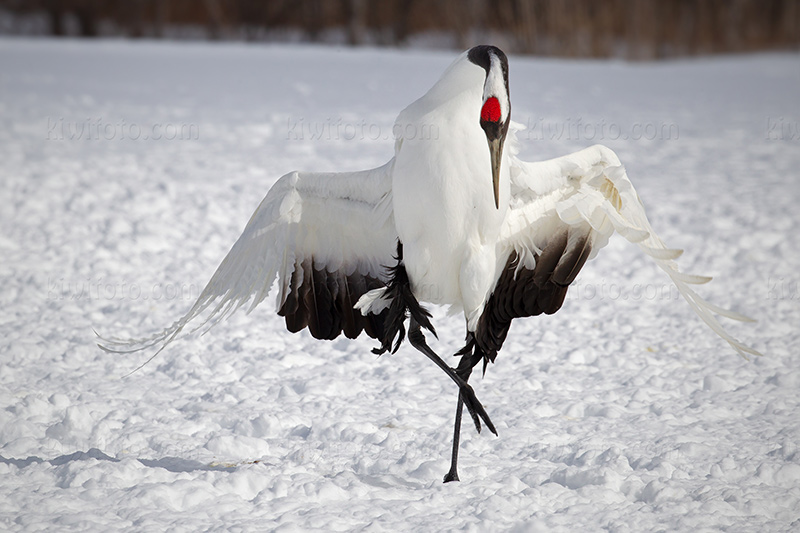Red-crowned Crane Photo @ Kiwifoto.com