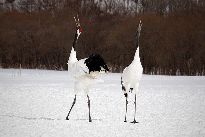 Red-crowned Crane Picture @ Kiwifoto.com