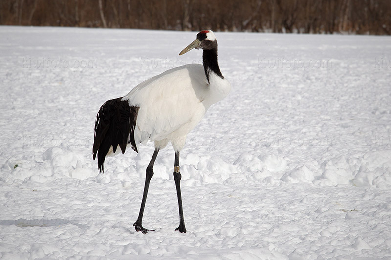 Red-crowned Crane Photo @ Kiwifoto.com