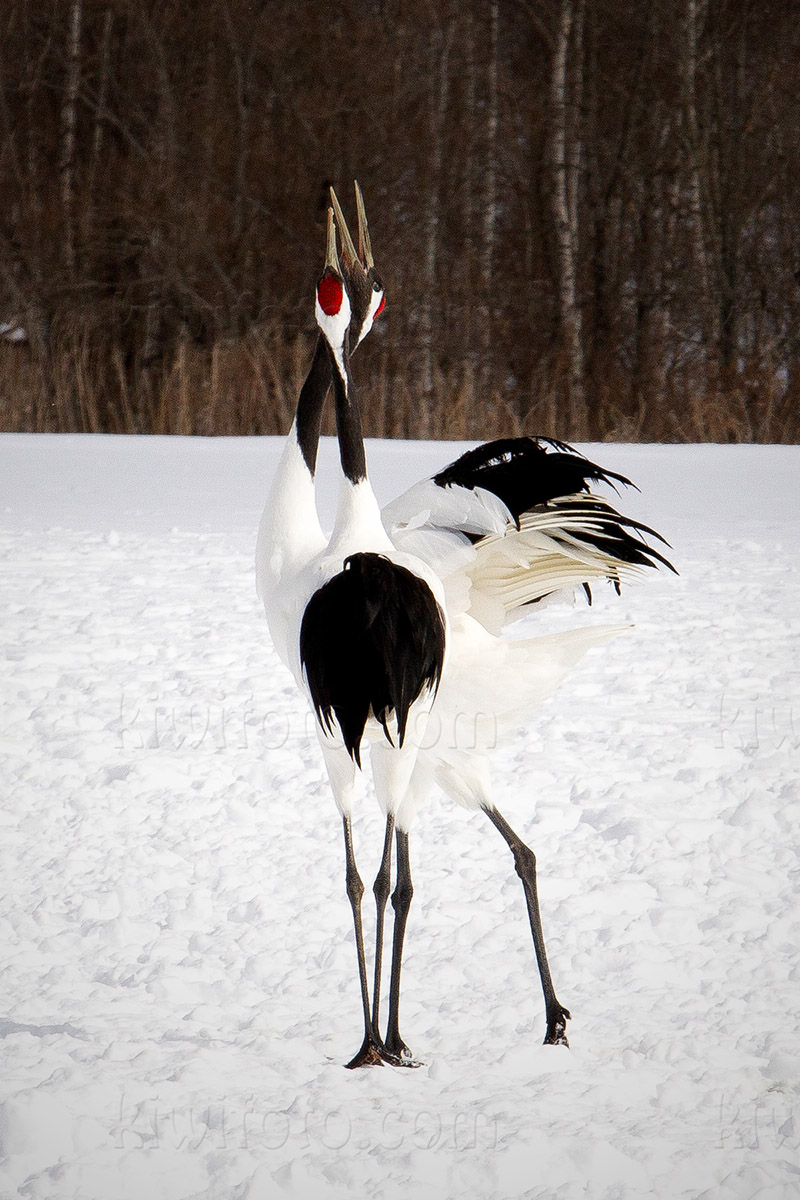 Red-crowned Crane Photo @ Kiwifoto.com