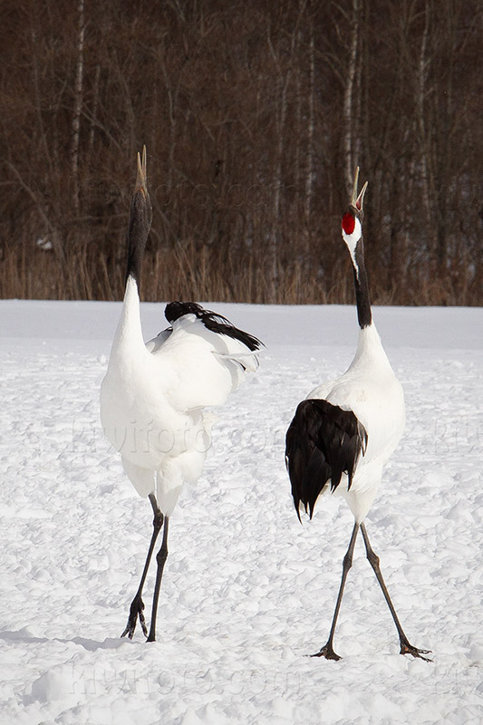 Red-crowned Crane Image @ Kiwifoto.com