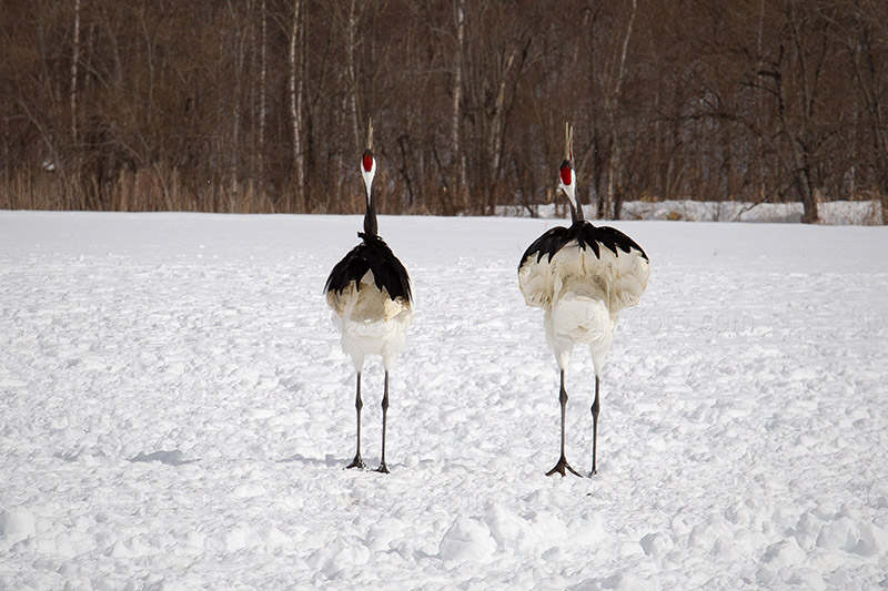 Red-crowned Crane Picture @ Kiwifoto.com