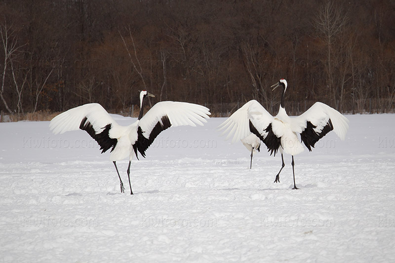 Red-crowned Crane Photo @ Kiwifoto.com