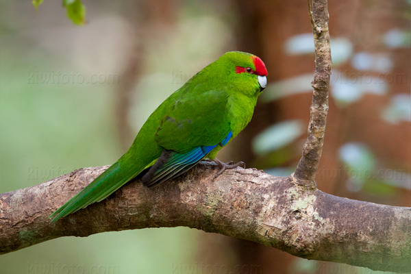 Red-crowned Parakeet (Kakariki)