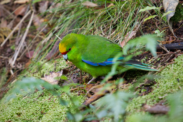 Red-crowned Parakeet (Kakariki)