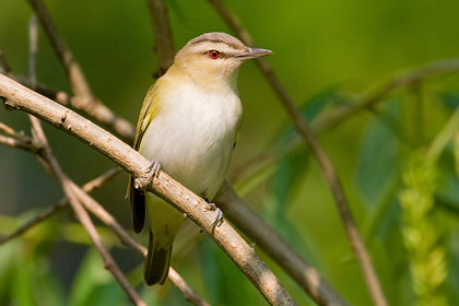 Red-eyed Vireo