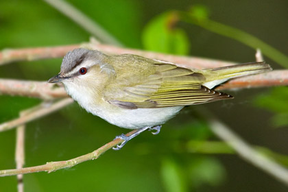 Red-eyed Vireo Image @ Kiwifoto.com