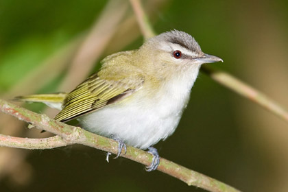 Red-eyed Vireo Image @ Kiwifoto.com