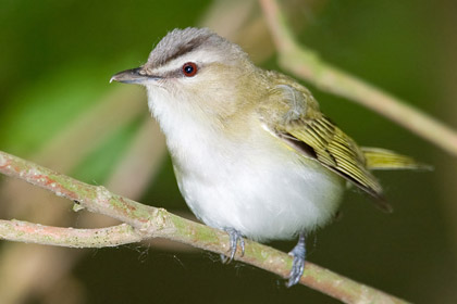 Red-eyed Vireo Image @ Kiwifoto.com