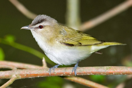 Red-eyed Vireo Photo @ Kiwifoto.com