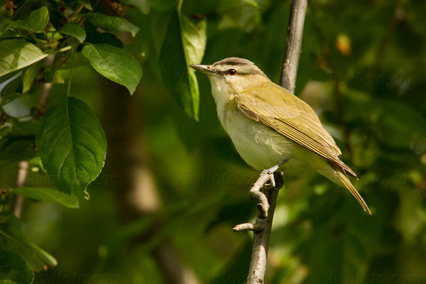 Red-eyed Vireo Photo @ Kiwifoto.com