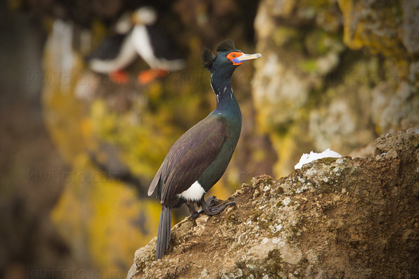 Red-faced Cormorant Picture @ Kiwifoto.com