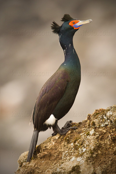 Red-faced Cormorant Image @ Kiwifoto.com