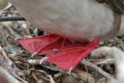 Red-footed Booby Image @ Kiwifoto.com