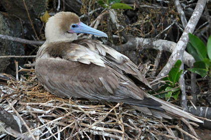 Red-footed Booby Photo @ Kiwifoto.com