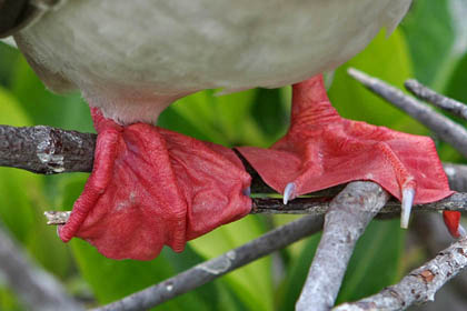 Red-footed Booby Image @ Kiwifoto.com