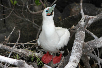 Red-footed Booby Image @ Kiwifoto.com