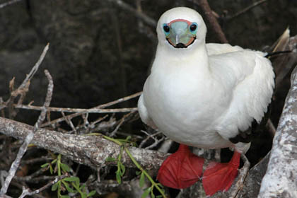 Red-footed Booby Photo @ Kiwifoto.com