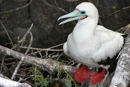 Red-footed Booby Image @ Kiwifoto.com