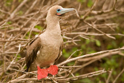 Red-footed Booby Photo @ Kiwifoto.com