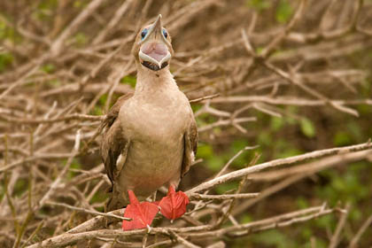 Red-footed Booby Image @ Kiwifoto.com