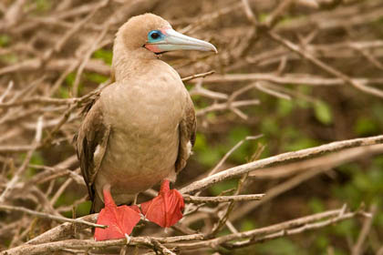 Red-footed Booby Picture @ Kiwifoto.com