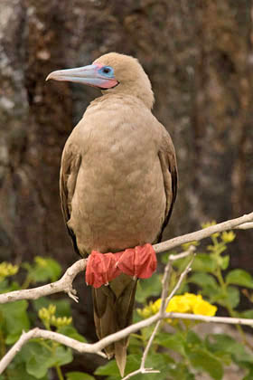 Red-footed Booby Image @ Kiwifoto.com