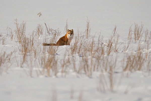 Red Fox Picture @ Kiwifoto.com