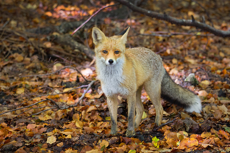 Red Fox Photo @ Kiwifoto.com