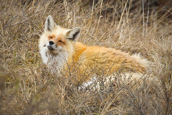 Red Fox