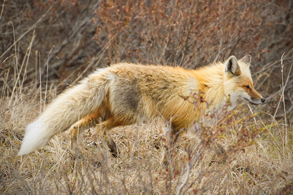 Red Fox Photo @ Kiwifoto.com