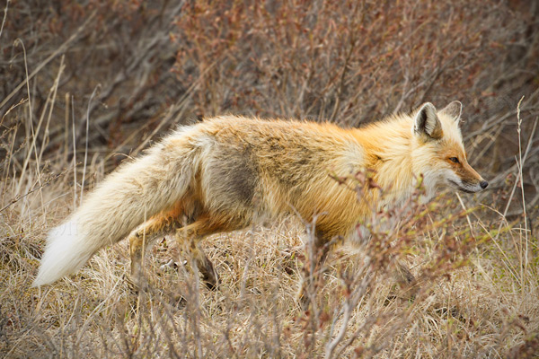 Red Fox Picture @ Kiwifoto.com