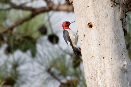 Red-headed Woodpecker Image @ Kiwifoto.com