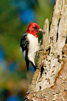 Red-headed Woodpecker Picture @ Kiwifoto.com