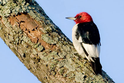 Red-headed Woodpecker Photo @ Kiwifoto.com
