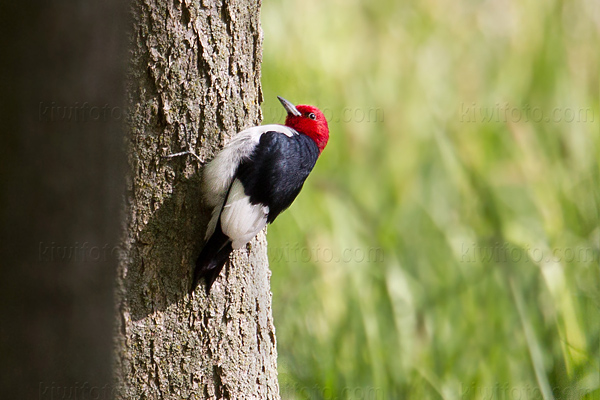 Red-headed Woodpecker Photo @ Kiwifoto.com