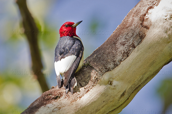 Red-headed Woodpecker